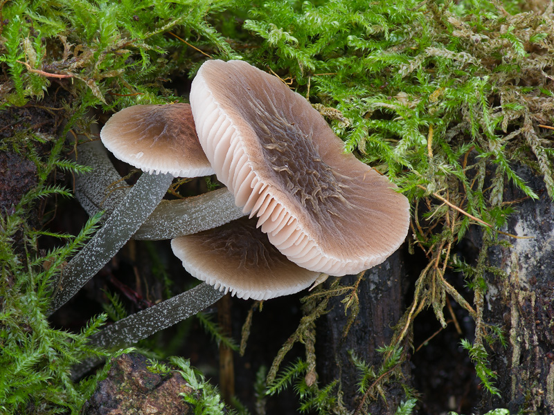 Pluteus thomsonii